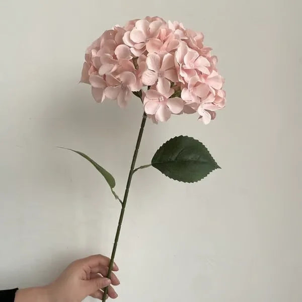 Elegant Hydrangea Blossoms