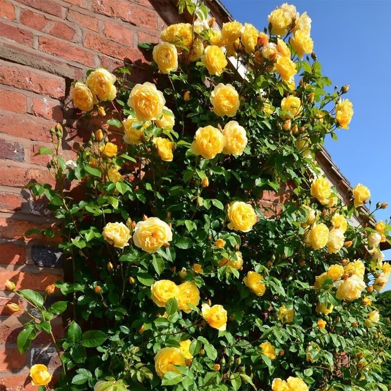 Ethereal Cascade Climbing Rose Seeds