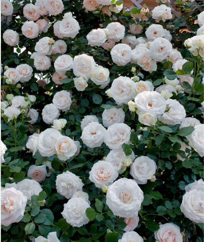 Ethereal Cascade Climbing Rose Seeds