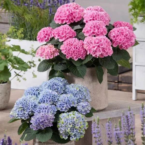 Elegant Hydrangea Blossoms