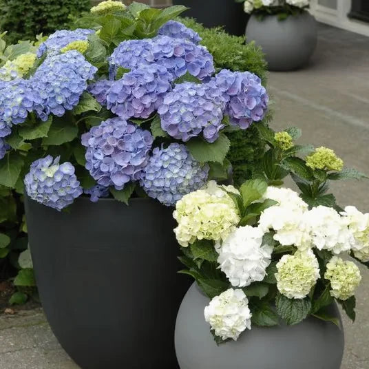 Elegant Hydrangea Blossoms