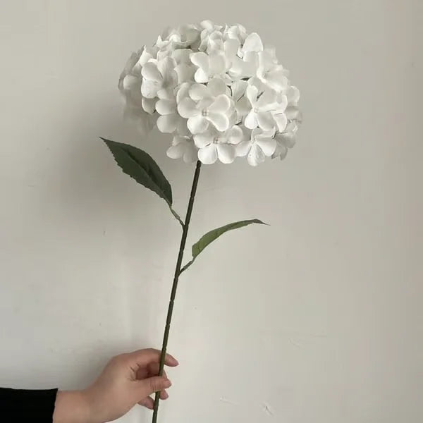 Elegant Hydrangea Blossoms