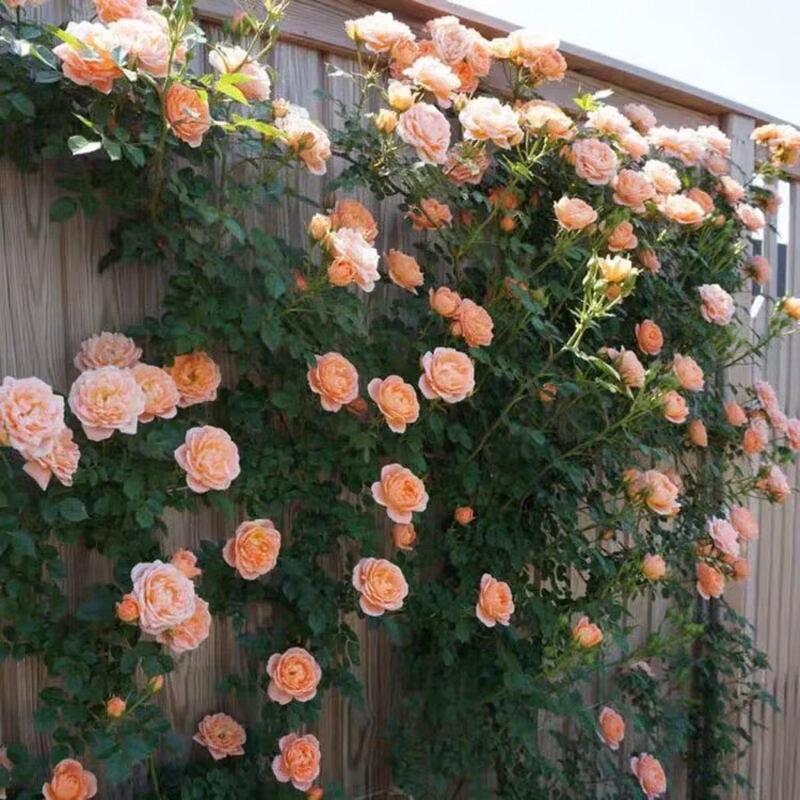 Ethereal Cascade Climbing Rose Seeds