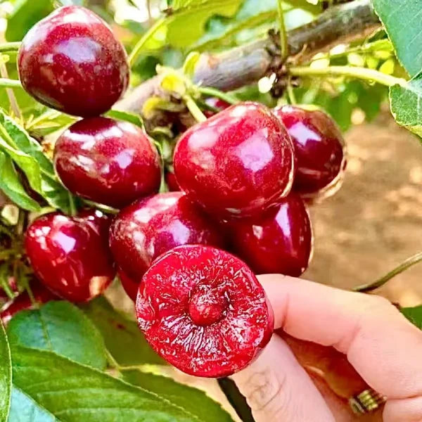 Cherry Bliss – Premium Garden Seeds