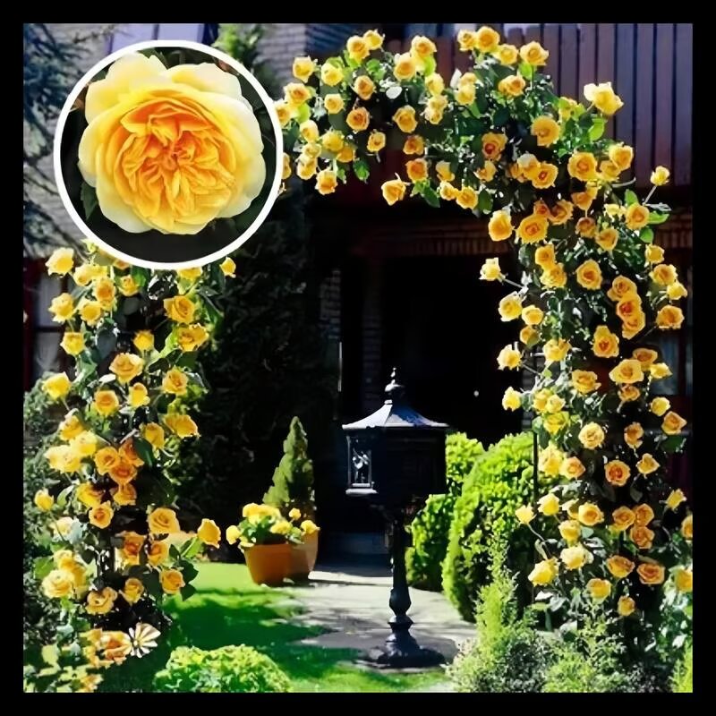 Ethereal Cascade Climbing Rose Seeds