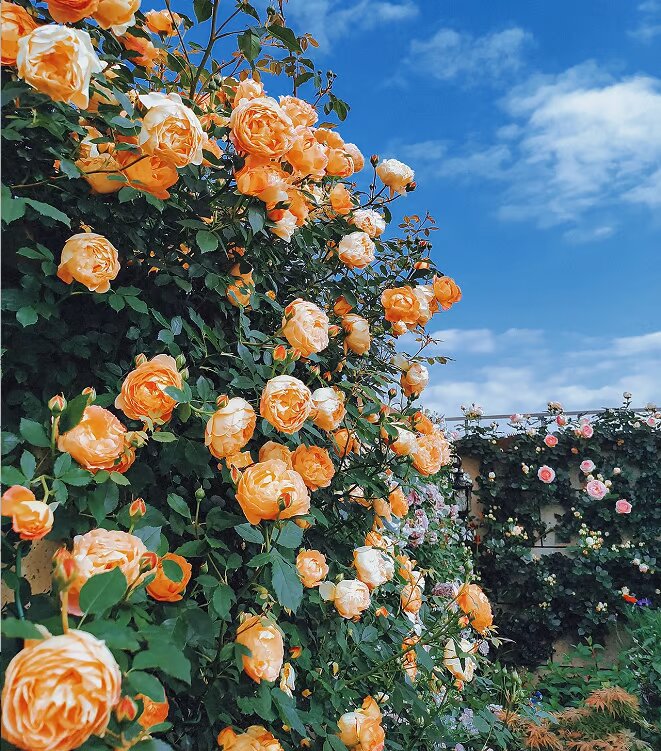 Ethereal Cascade Climbing Rose Seeds