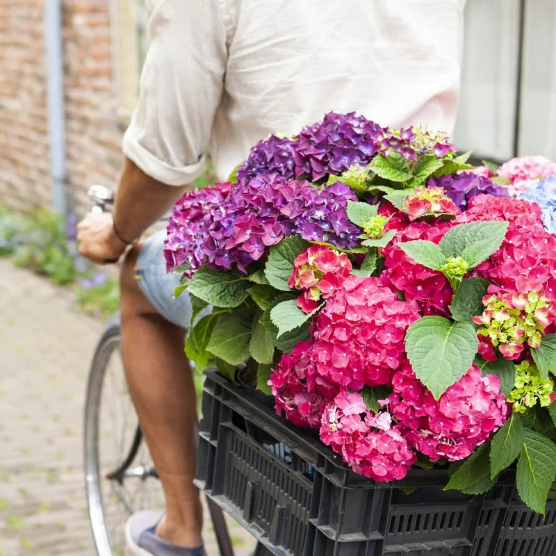 Elegant Hydrangea Blossoms