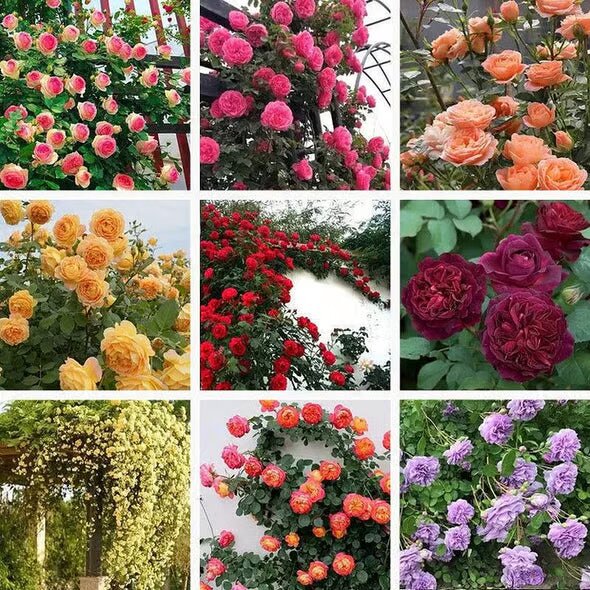 Ethereal Cascade Climbing Rose Seeds