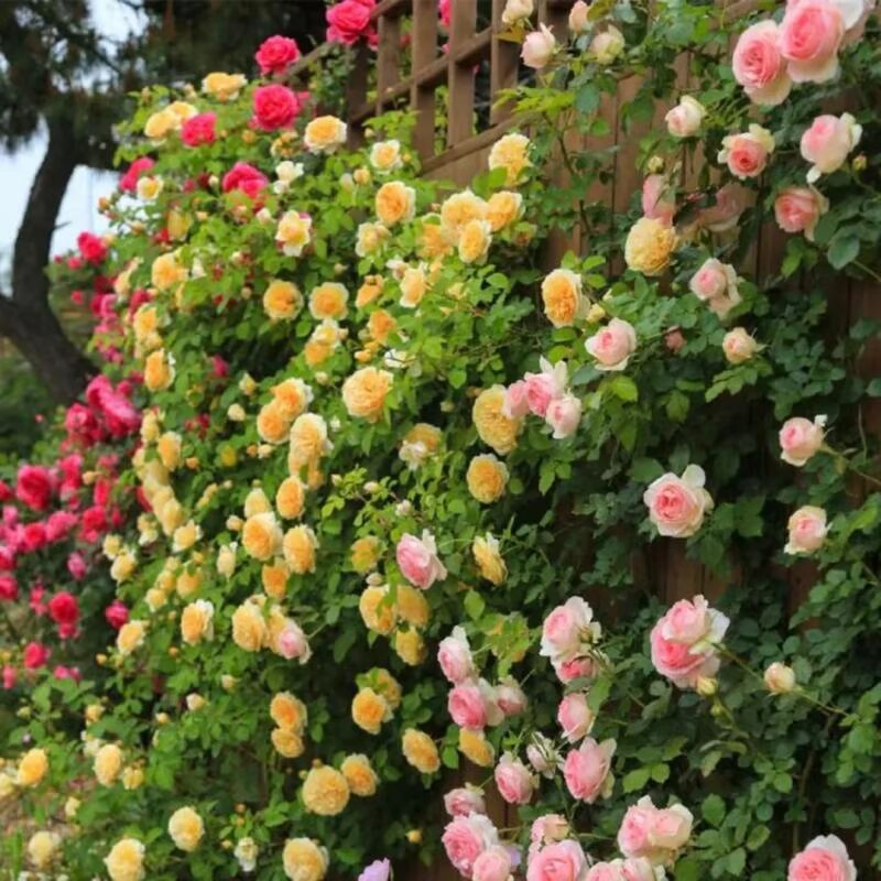 Ethereal Cascade Climbing Rose Seeds