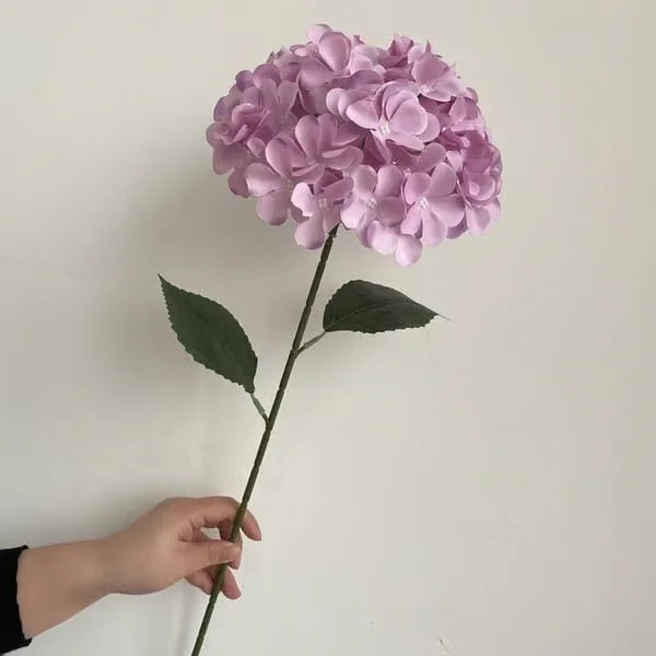 Elegant Hydrangea Blossoms