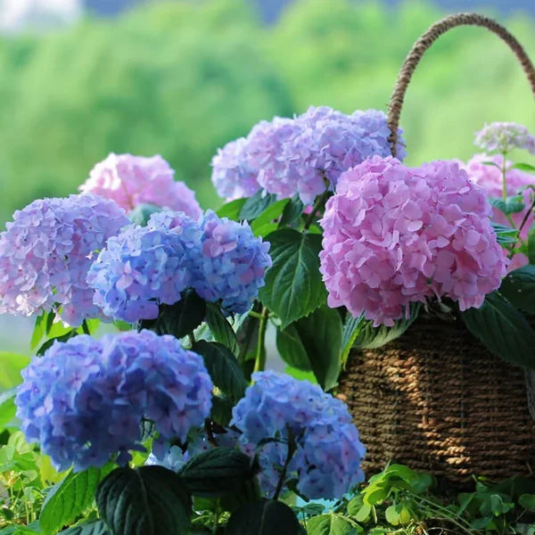 Elegant Hydrangea Blossoms