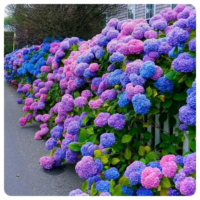 Elegant Hydrangea Blossoms