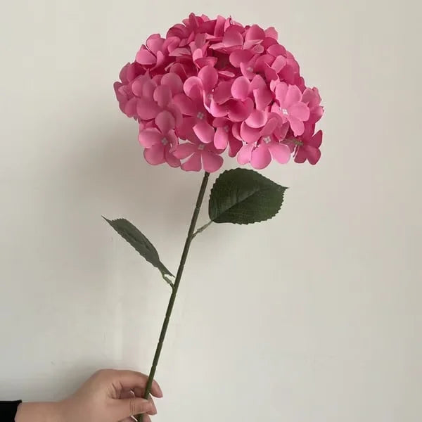 Elegant Hydrangea Blossoms