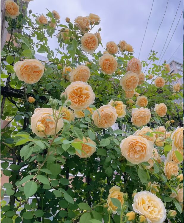 Ethereal Cascade Climbing Rose Seeds