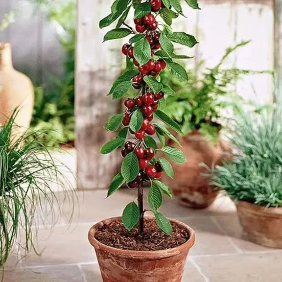 Cherry Bliss – Premium Garden Seeds