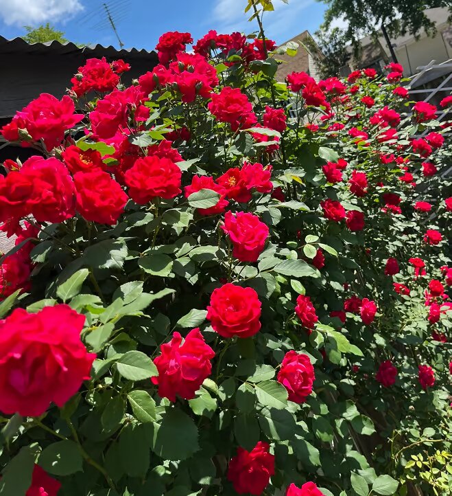 Ethereal Cascade Climbing Rose Seeds