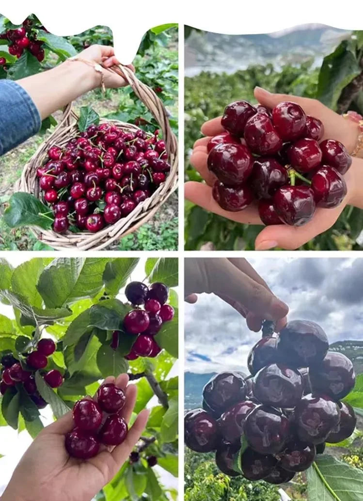 Cherry Bliss – Premium Garden Seeds