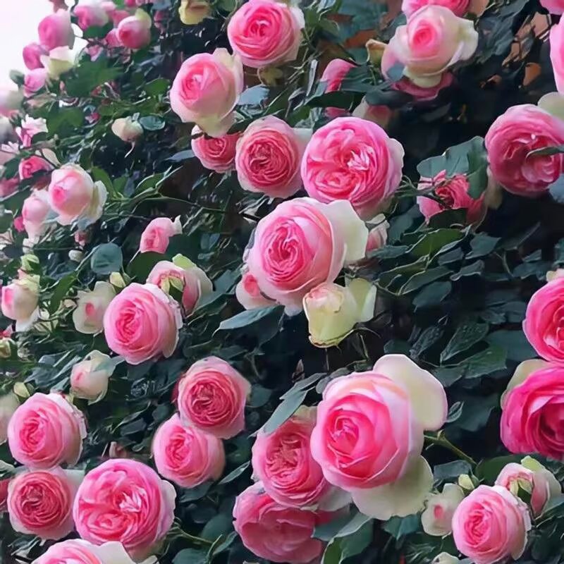 Ethereal Cascade Climbing Rose Seeds
