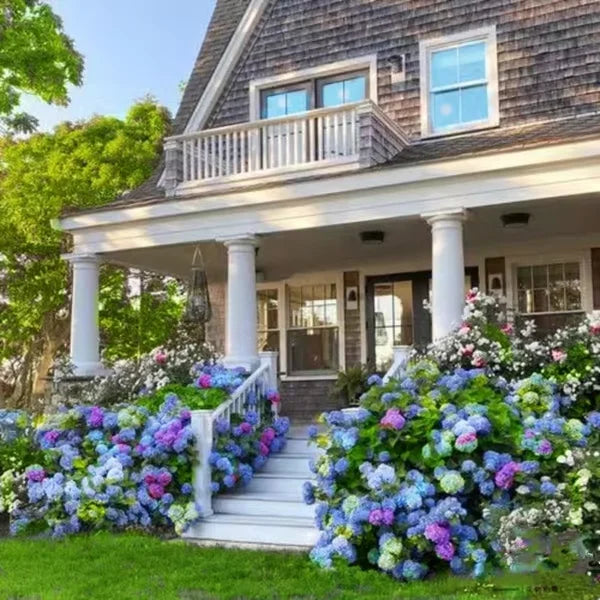 Elegant Hydrangea Blossoms
