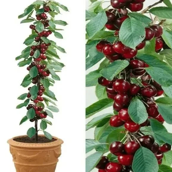 Cherry Bliss – Premium Garden Seeds