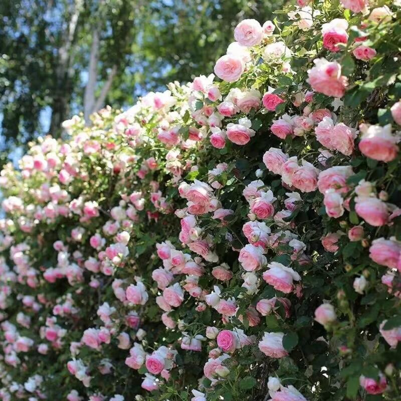Ethereal Cascade Climbing Rose Seeds