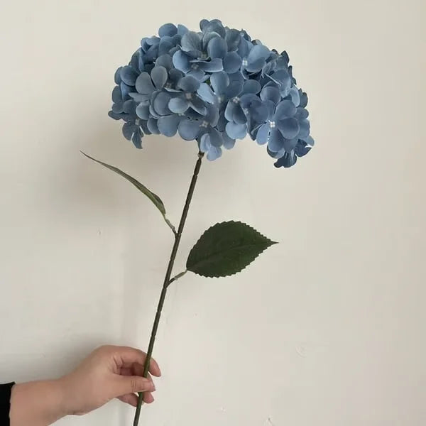 Elegant Hydrangea Blossoms