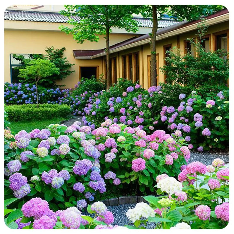 Elegant Hydrangea Blossoms