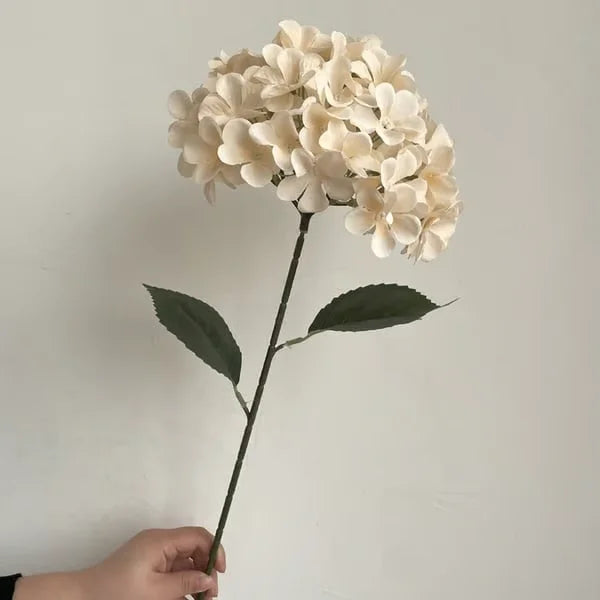Elegant Hydrangea Blossoms