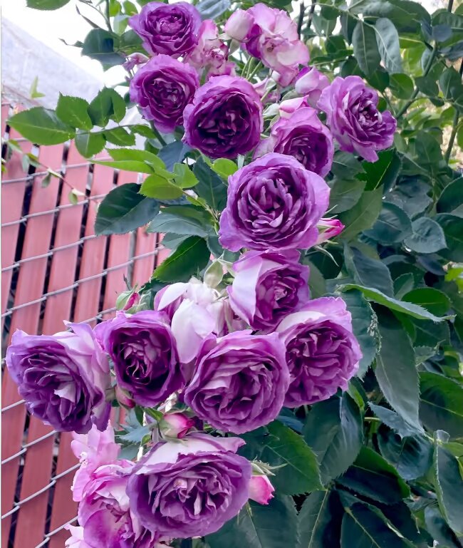 Ethereal Cascade Climbing Rose Seeds
