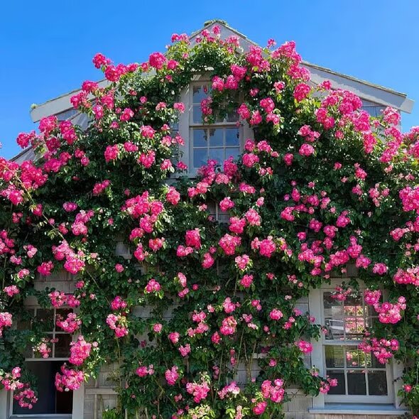 Ethereal Cascade Climbing Rose Seeds