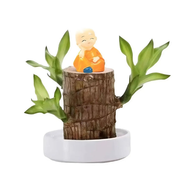 Lucky Brazilian Wood Plant