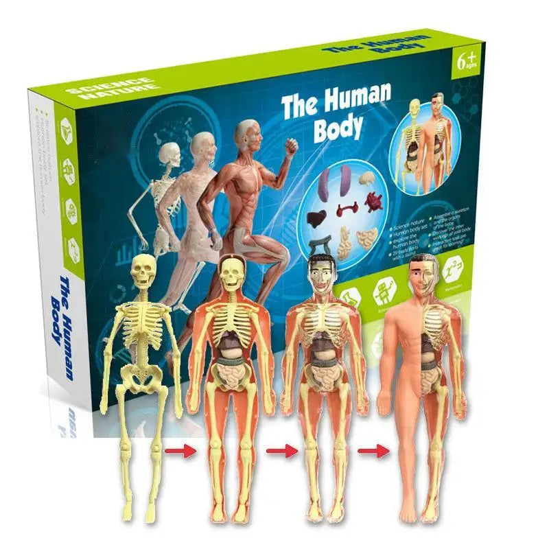 Anatomy Adventure: Kid-Sized Human Model – Nimebrand