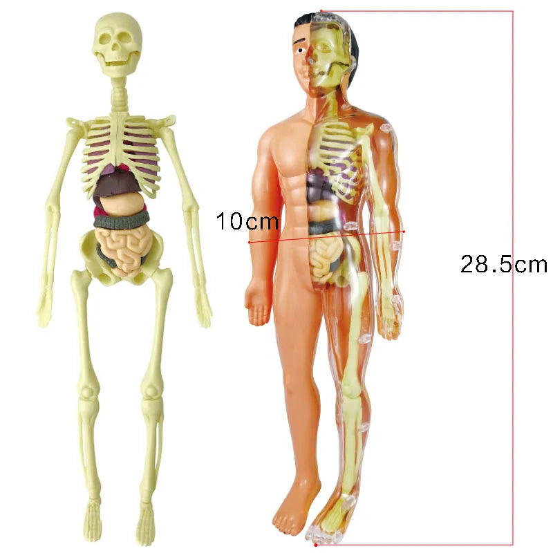 Anatomy Adventure: Kid-Sized Human Model