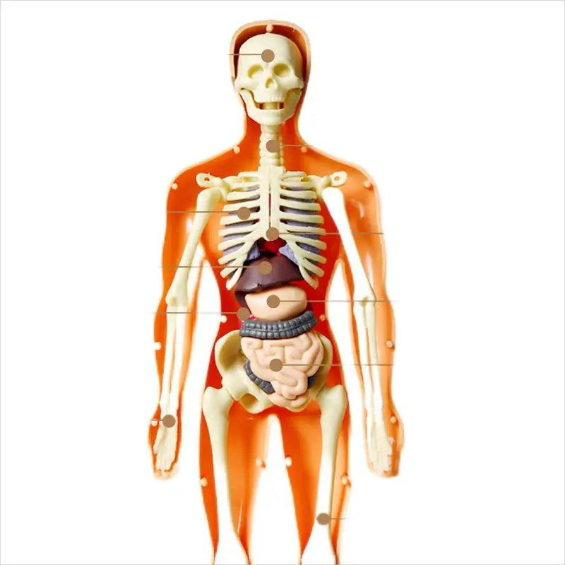 Anatomy Adventure: Kid-Sized Human Model