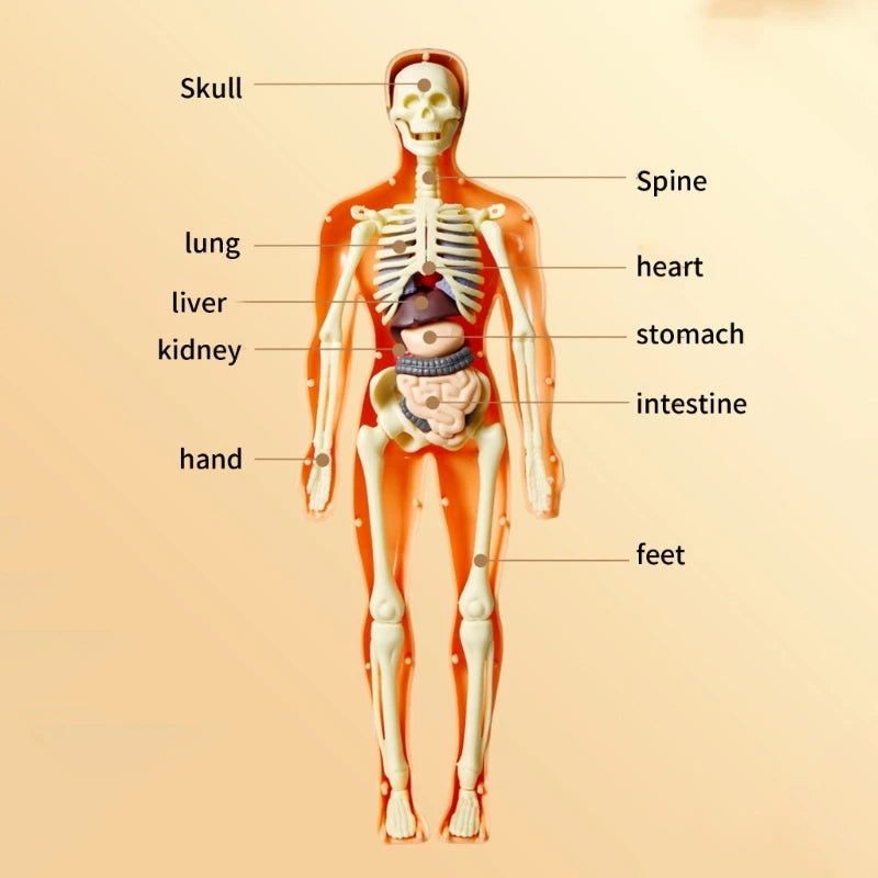 Anatomy Adventure: Kid-Sized Human Model