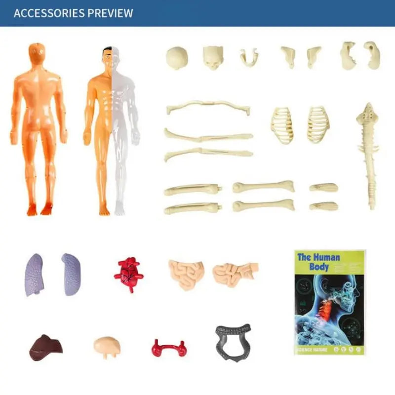 Anatomy Adventure: Kid-Sized Human Model