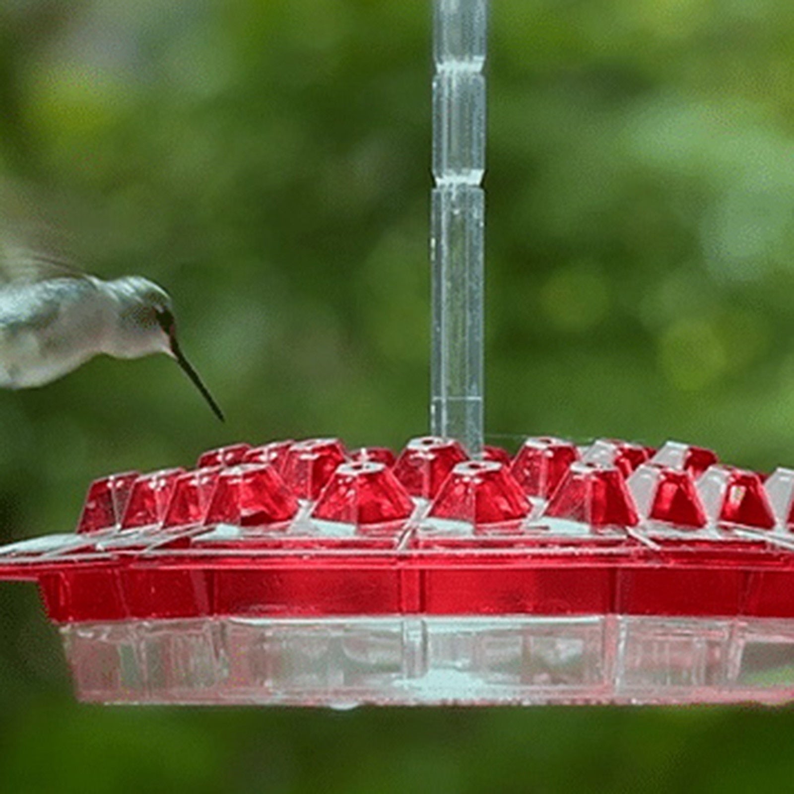Hummingbird Feeder With Perch And Built-in Ant Moat – Nimebrand
